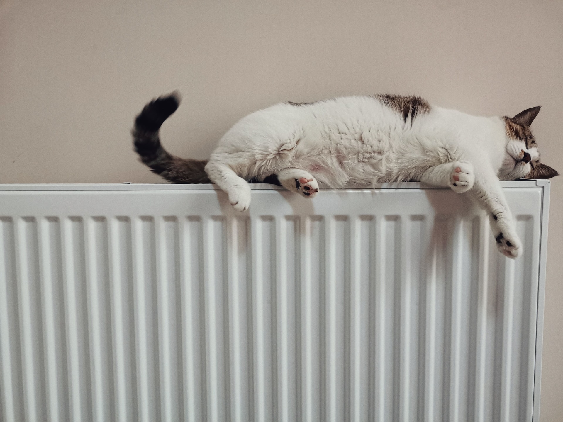 070120 – Warm cat