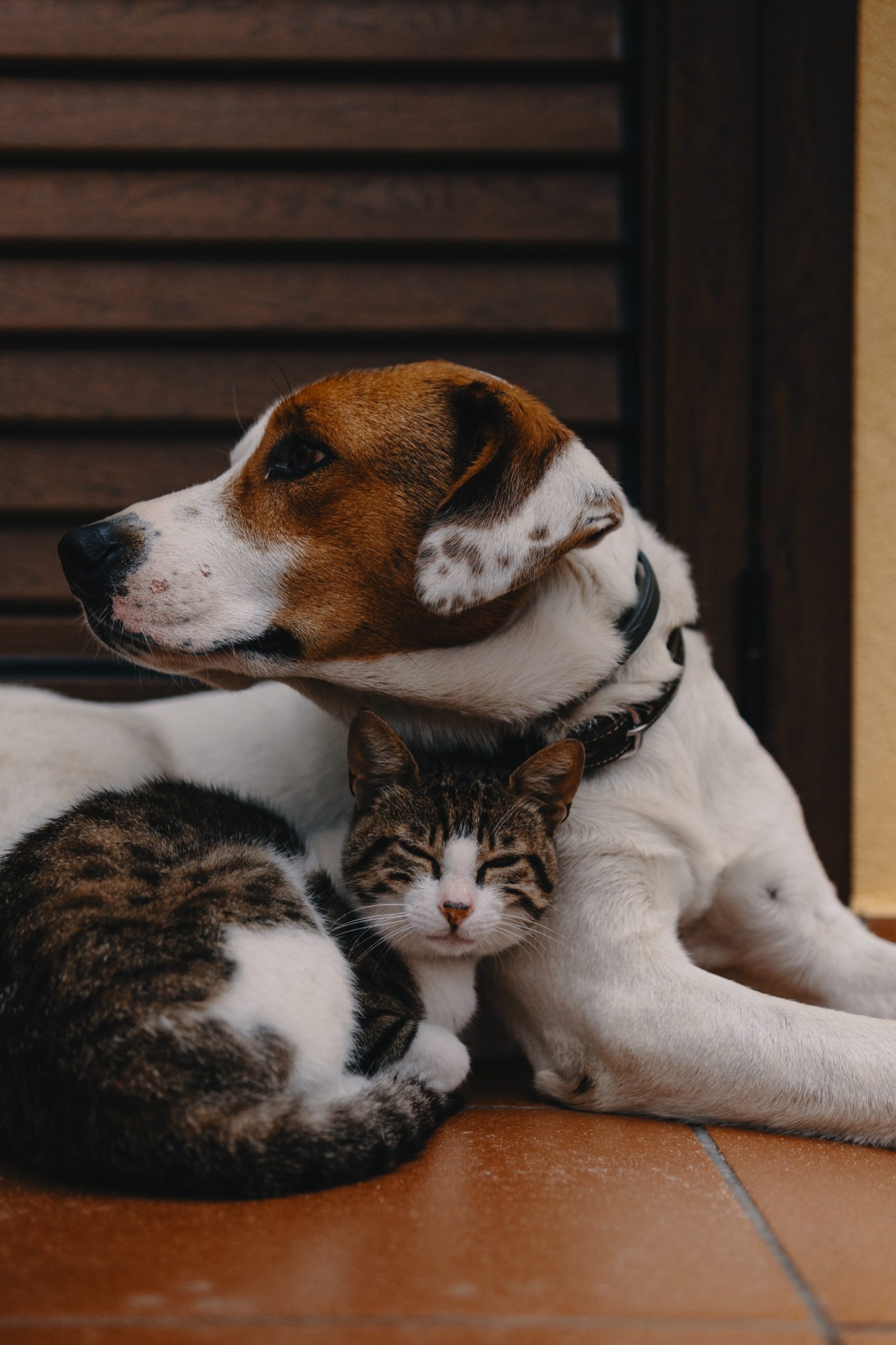 0511 Cats and dogs