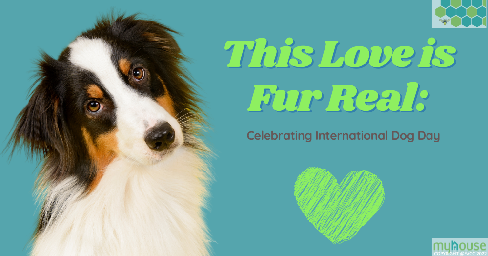 This Love is Fur Real Celebrating International Dog Day