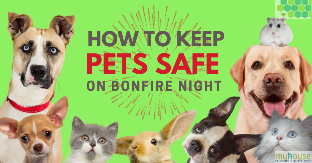 How to Keep Pets Safe on Bonfire Night
