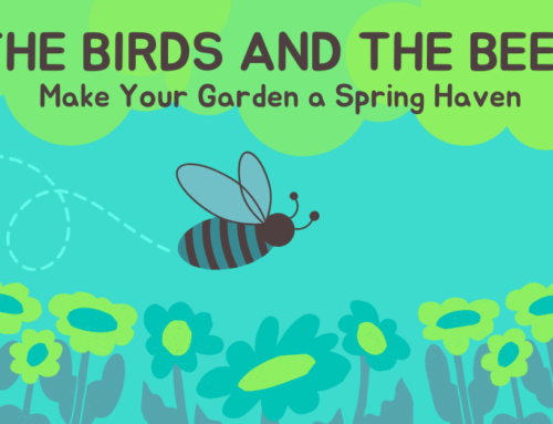 The Birds and the Bees: Make Your Manchester Garden a Spring Haven
